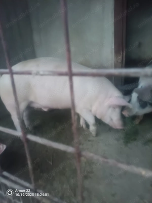 Vând porci !!! aproximativ 130 kg - imagine 2