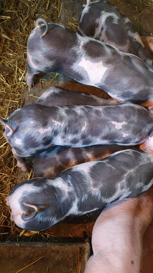 Purcei de vânzare - imagine 2