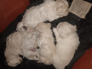 Bison maltez originali - imagine 2 Bison maltez originali - imagine 2