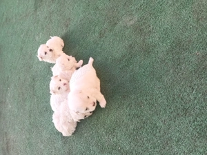 Bison maltez originali - imagine 3 Bison maltez originali - imagine 3