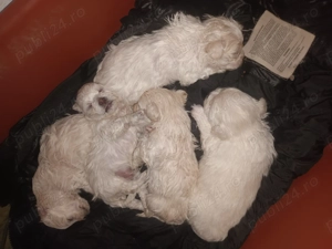 Bison maltez original detin ambi parinti mai multe detali la nr de tel  