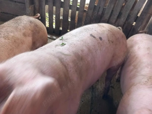 Vând 4 porci și 20 de găini  - imagine 3 Vând 4 porci și 20 de găini  - imagine 3