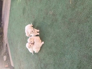 Bison maltez original