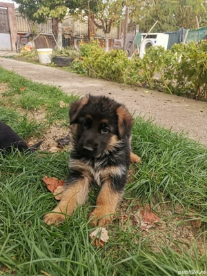 Pui ciobănesc german