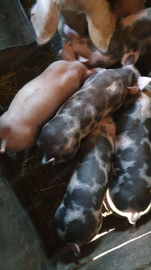 Purcei de vânzare - imagine 3