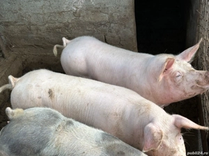 Porci rasa Pietrain  - imagine 3