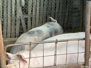 Porci rasa Pietrain  - imagine 4