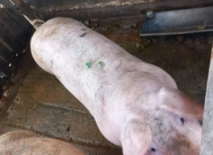 Vând 4 porci și 20 de găini  - imagine 5 Vând 4 porci și 20 de găini  - imagine 5