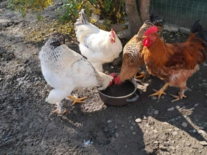 Vând 4 porci și 20 de găini  - imagine 4 Vând 4 porci și 20 de găini  - imagine 4