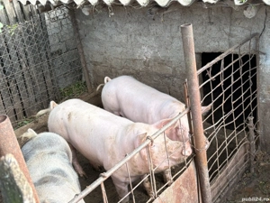 Porci rasa Pietrain  - imagine 5