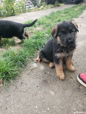 Pui ciobănesc german - imagine 2