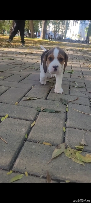 Catei beagle tricolor