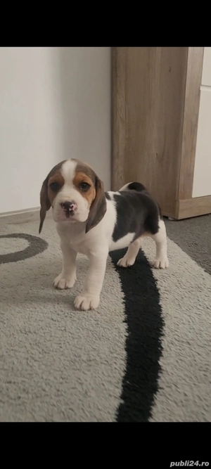 Catei beagle tricolor - imagine 4 Catei beagle tricolor - imagine 4