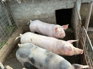 Porci rasa Pietrain  - imagine 2