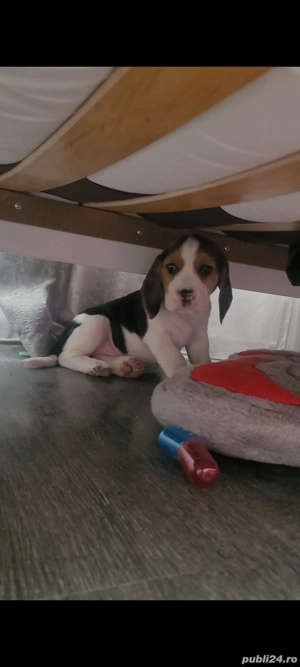 Catei beagle tricolor - imagine 3 Catei beagle tricolor - imagine 3