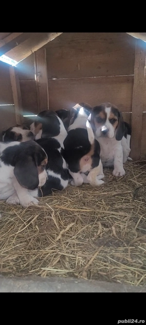 Catei beagle tricolor - imagine 2 Catei beagle tricolor - imagine 2