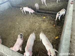 purcei de vanzare - imagine 2 purcei de vanzare - imagine 2