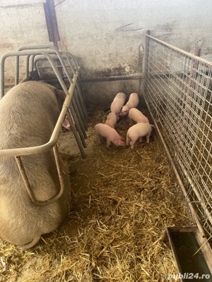 purcei de vanzare - imagine 3 purcei de vanzare - imagine 3