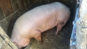 Porci de Vânzare 