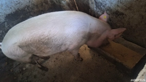 Porci de Vânzare  - imagine 2 Porci de Vânzare  - imagine 2