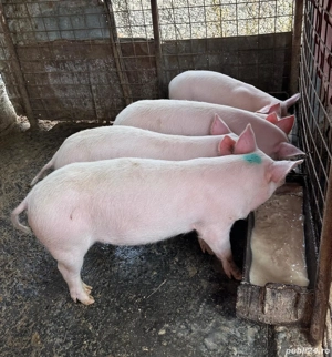 Purcei de vânzare  - imagine 2 Purcei de vânzare  - imagine 2