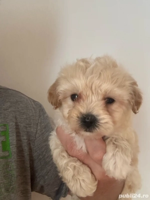 Maltipoo toy baiat cu carnet de sanatate