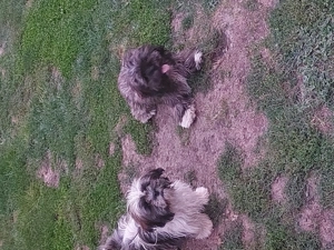 Fetite si baietei cautam casuta - imagine 2