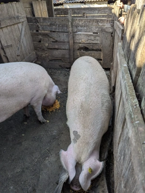 Porci 180-200 kg - imagine 2