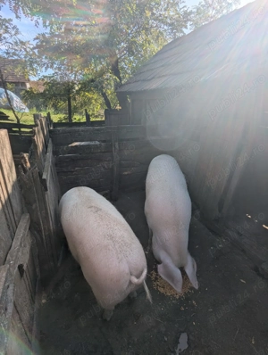 Porci 180-200 kg - imagine 4