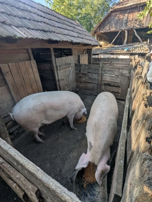 Porci 180-200 kg - imagine 3