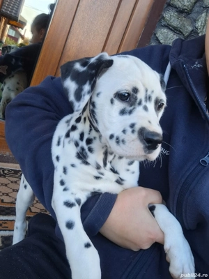 Mascul Dalmațian 