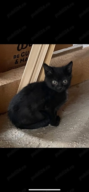 Donez pisicuțe   motanei - imagine 3