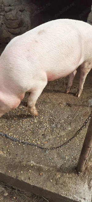 purcea marele alb cu landrace - imagine 2