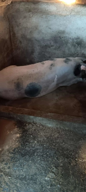 Vând porc Dolj Dăbuleni - imagine 2