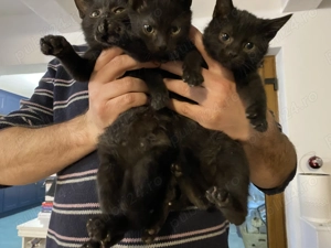 Donez pisicuțe   motanei - imagine 4