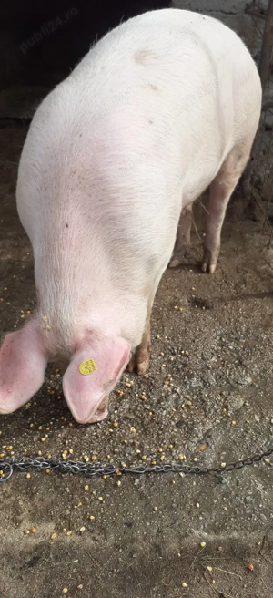 purcea marele alb cu landrace