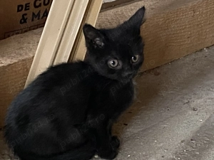 Donez pisicuțe   motanei - imagine 2