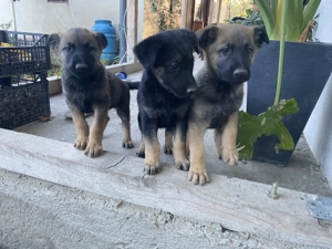 Ciobănesc german cu Malinois 