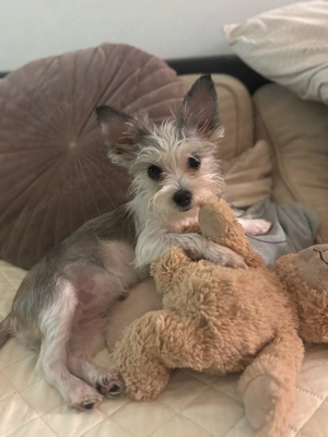 Yorkshiere terrier Biewer