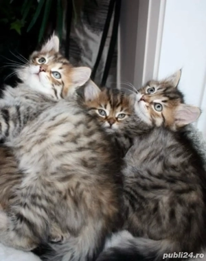 Norvegiana de padure 