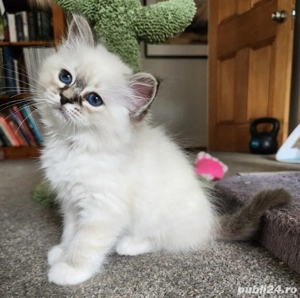 Ragdoll baietei si fetite  - imagine 2 Ragdoll baietei si fetite  - imagine 2