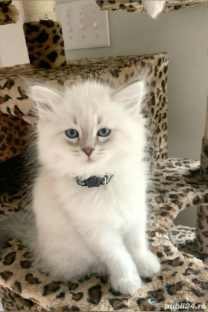 Ragdoll baietei si fetite  - imagine 3 Ragdoll baietei si fetite  - imagine 3