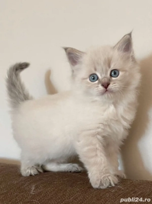 Ragdoll baietei si fetite 