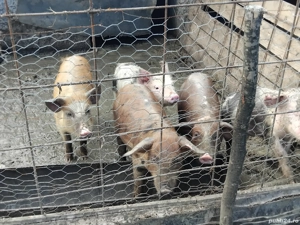 vand purcei - imagine 2