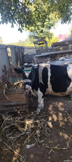 vaca gestanta - imagine 2