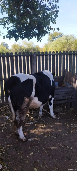 vaca gestanta - imagine 4