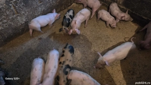 vand purcei rasa românească  - imagine 2 vand purcei rasa românească  - imagine 2