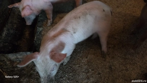 vand purcei rasa românească  - imagine 3 vand purcei rasa românească  - imagine 3