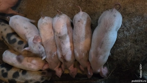 vand purcei rasa românească  - imagine 4 vand purcei rasa românească  - imagine 4