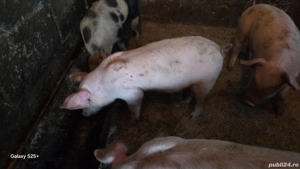 Purcei rasa românească 